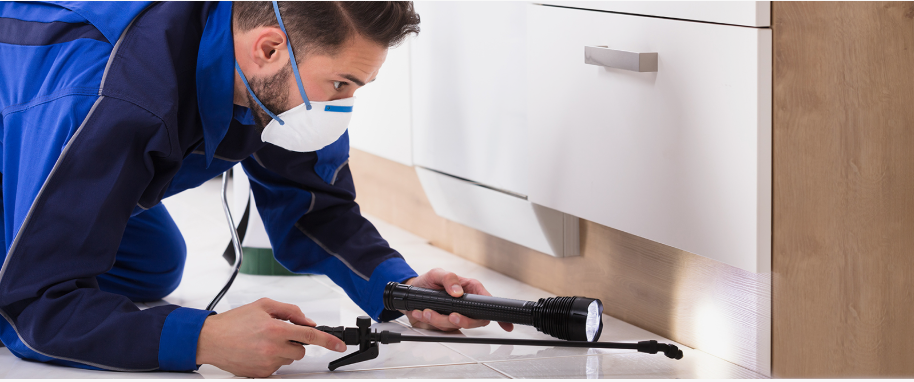 Channelview pest xpert removal